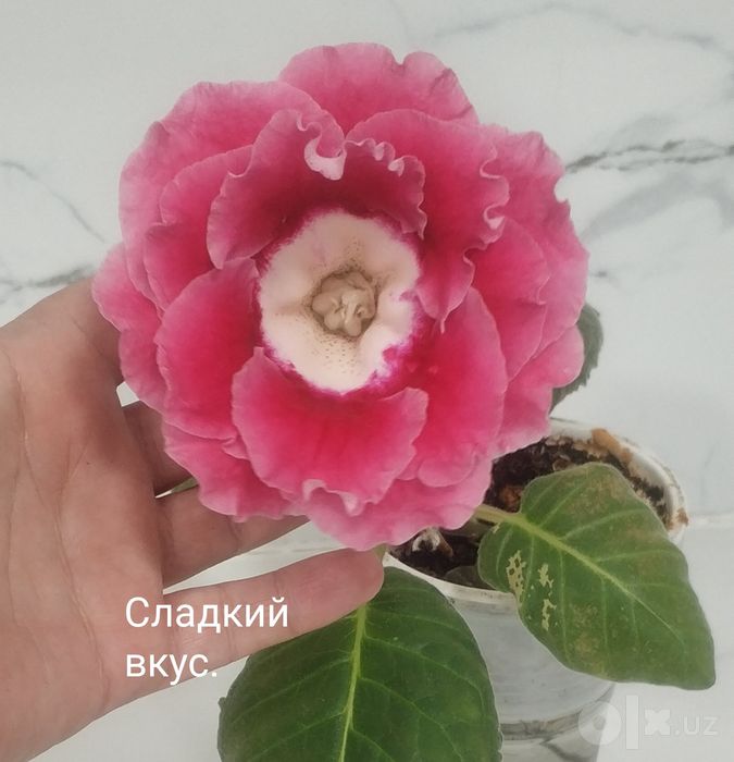 Глоксинии в роспуске.
