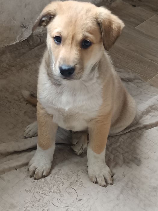 Отдам очень хорошие ручки