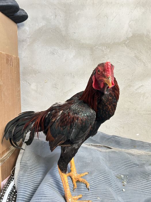 Дакан кораз дакан