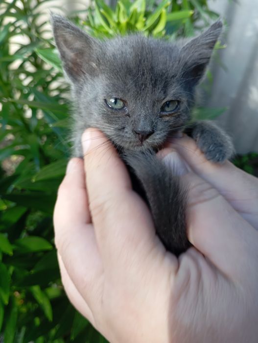 Отдам котенка в добрые руки