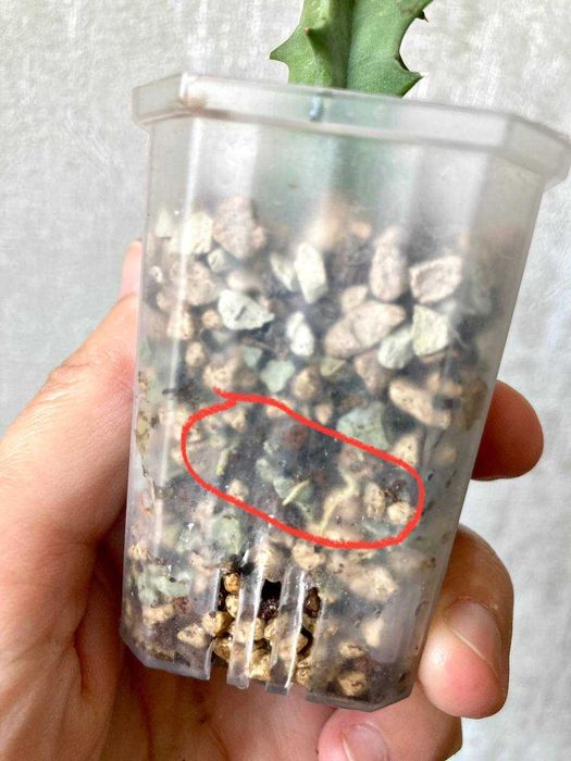 Суккулент Хуэрния Зебрина - красиво цветущий