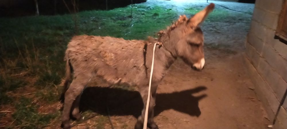 Продам Ослика девочка