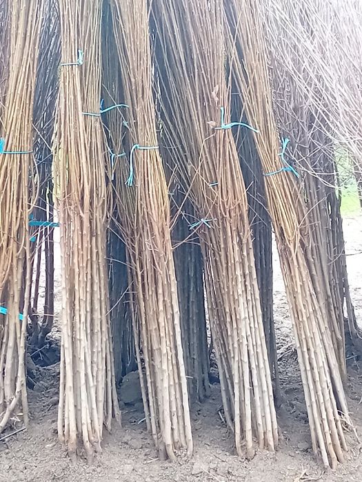 Pomi fructiferi de vânzare