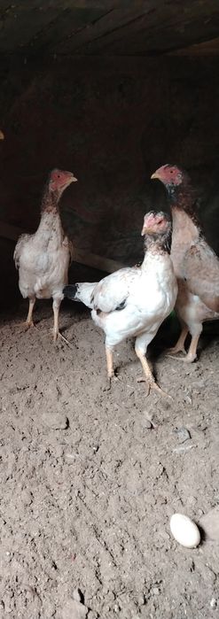 Даканихи тулячки