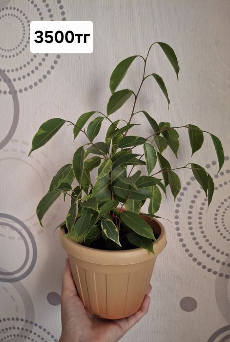 Фикусы. Комнатное растение