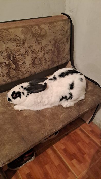 Самец Кролик, Бабочка