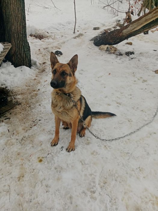 Продам чистокровную овчарку