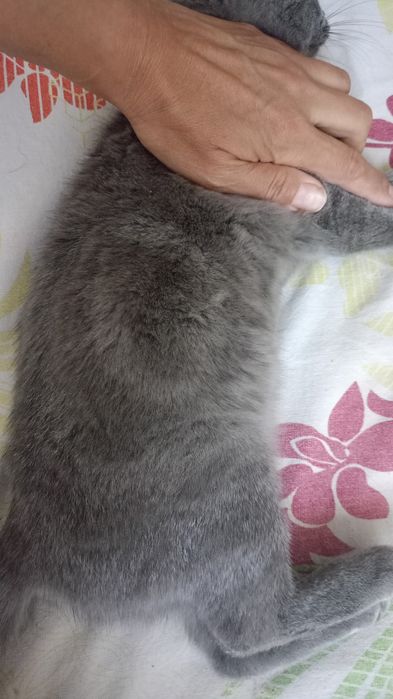 Отдам в добрые руки