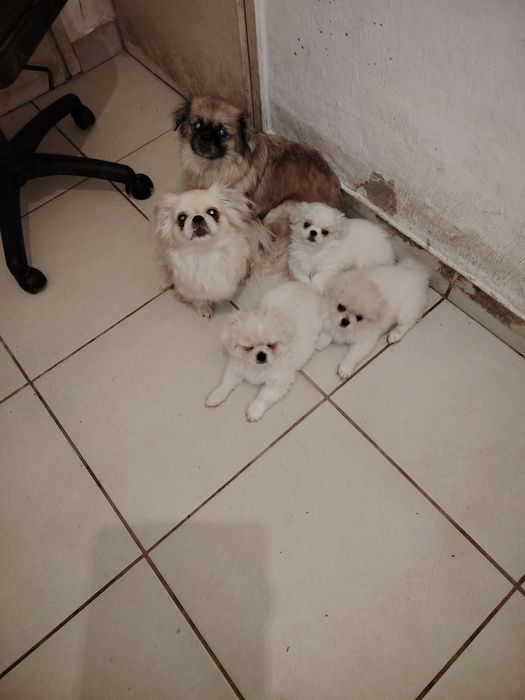 Пекинезчета бели на 60 дни