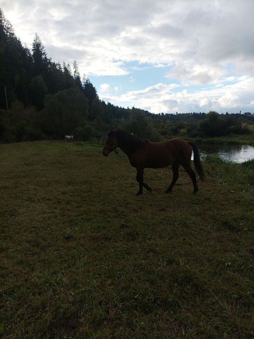 Se vinde mânză,crescută bine,mama mânzei este semigrea,sau schimb