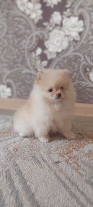 Шпицы кремовые готовы к переезду