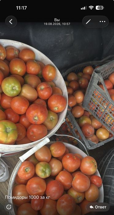 Продам овощи на засолку