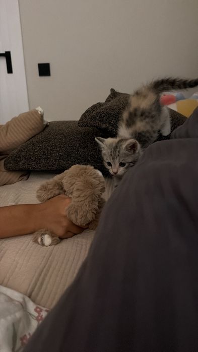 ласковый котенок даром