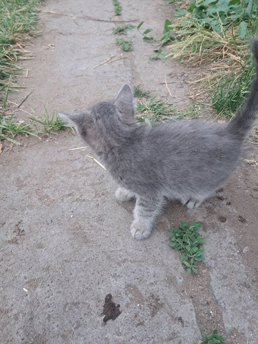 Отдам котенка,девочка