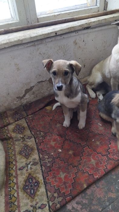 собаки в хорошие руки