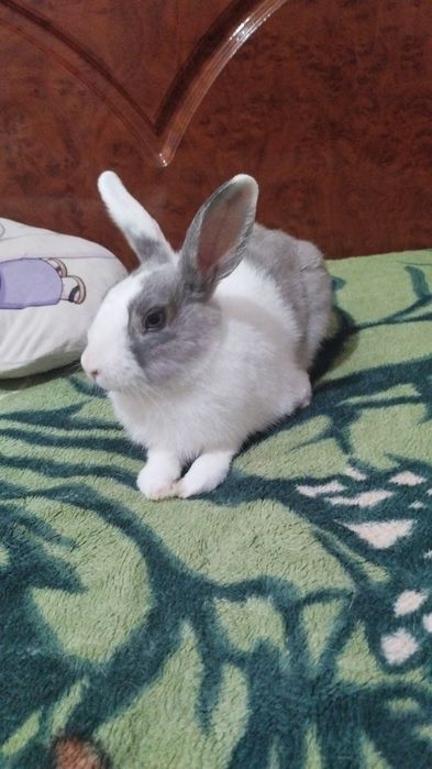 Отдам кролика с вальером