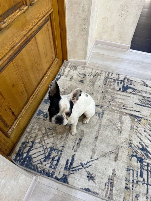 Щенок Французского бульдога