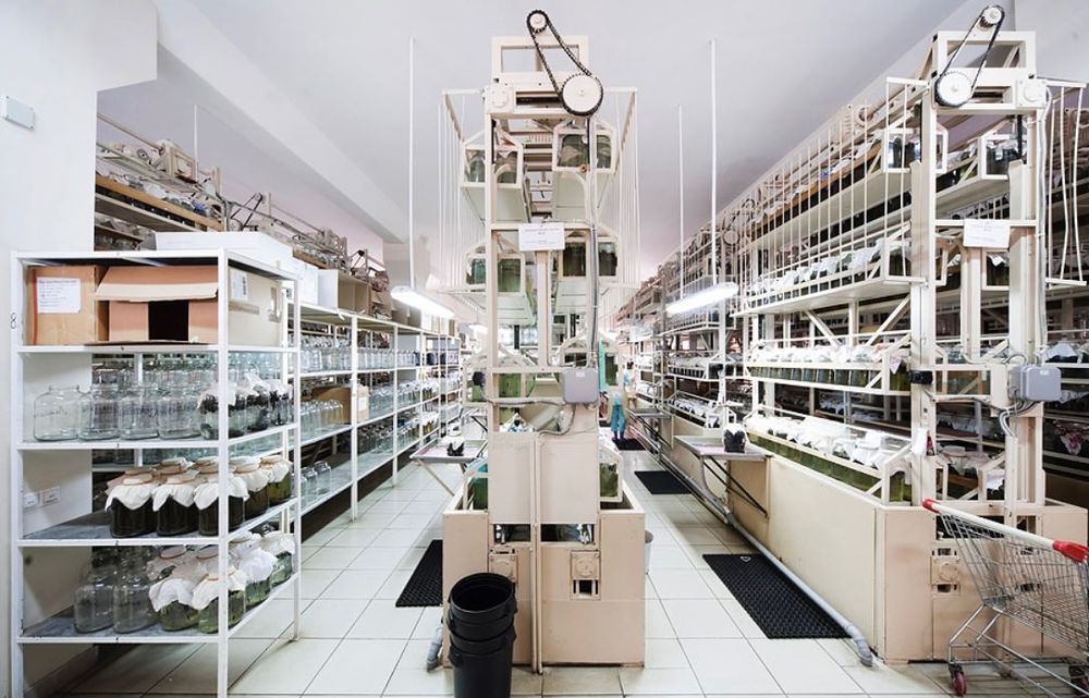 Пиявки Оптом. Зулук Zulik optomga. Косметичка, Средний,Стандарт,Болшой