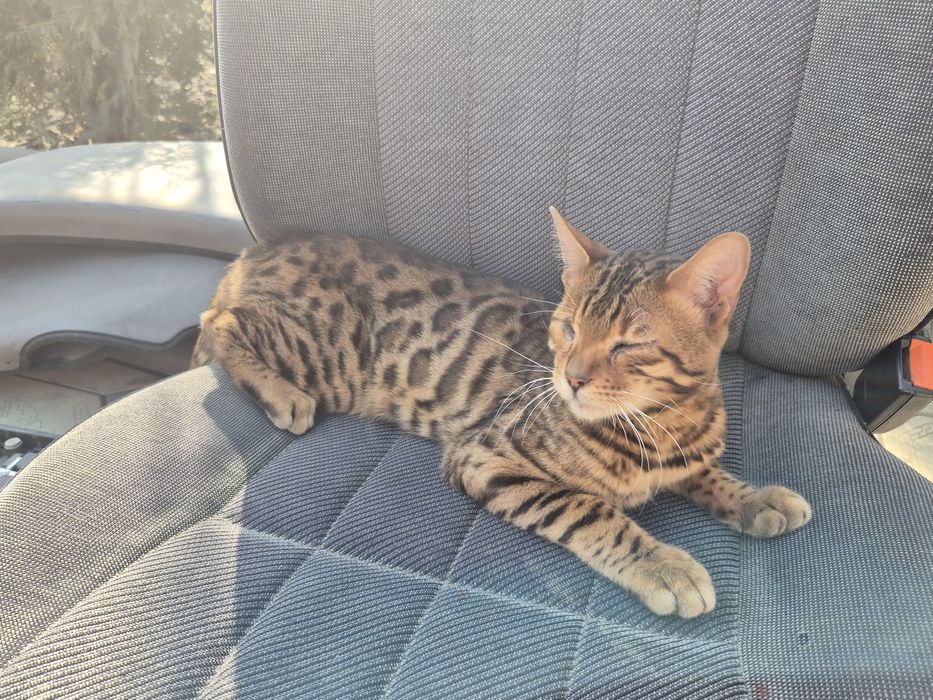 Бенгальская кошка