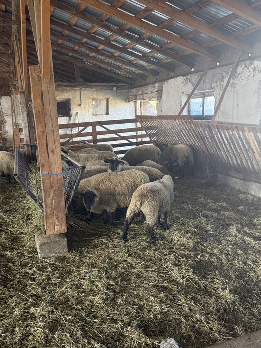Mieluțe rasa Suffolk cu vârsta de peste 6 luni.