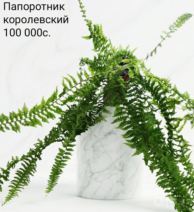 Комнатные цветы.