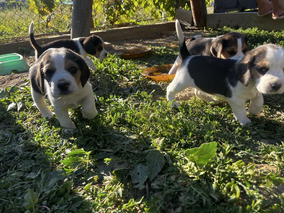 Pui Beagle disponibili