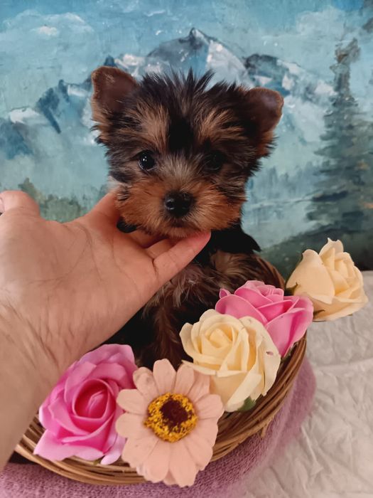 Шикарные малыши Йоркширского терьера