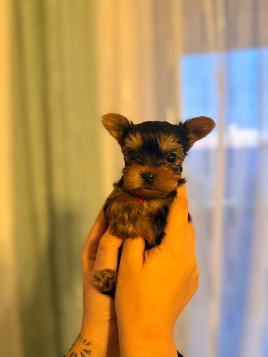 Vand 2 puiuti Yorkshire Terrier Toy [poze reale