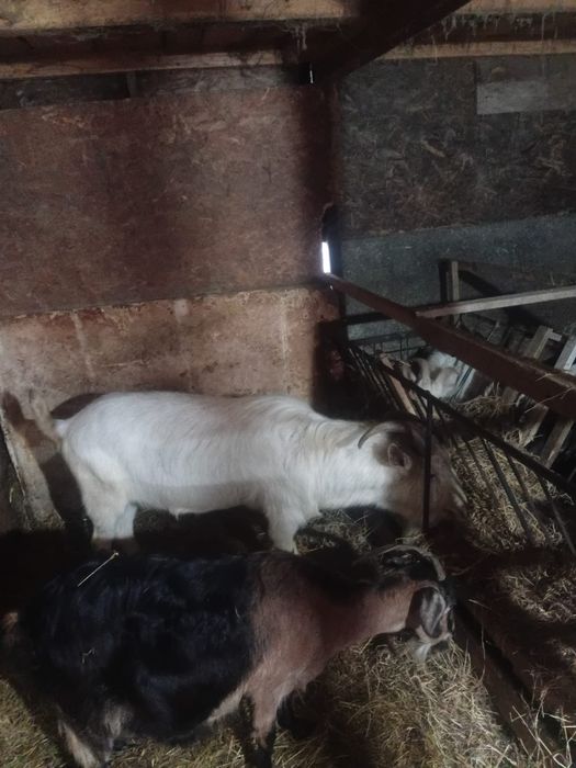 Țap rasa saanen  caută un stăpân nou