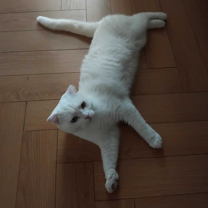 Отдам кошку даром.