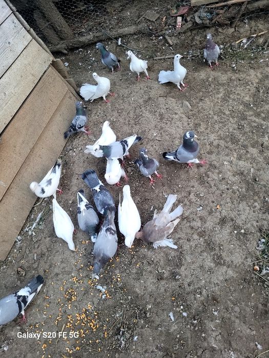 Vând porumbei de ornament și voiajori