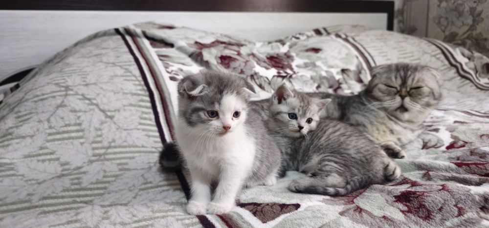 Котята Скоттиш фолд и Страйт