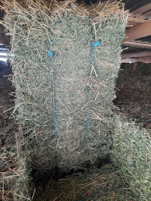 Baloti lucerna de vânzare