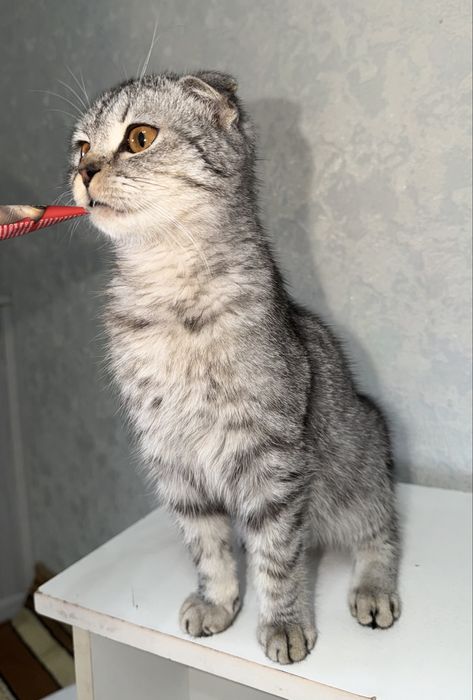 Сотилади скотш фолд