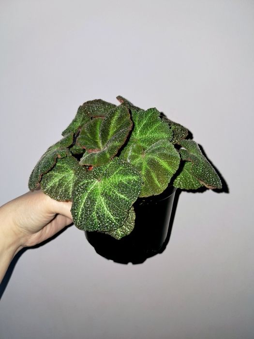 Бегония Солимутата