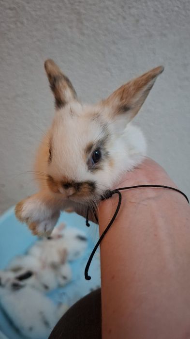 Iepuri pitici pui