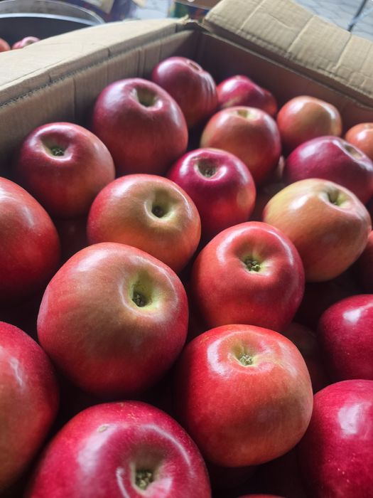 Апорт яблоки Алматы