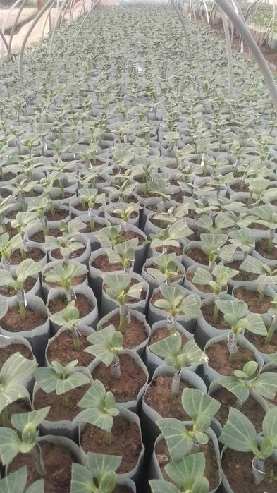 Разсад Дини Любимец