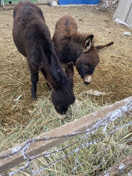 Ослы догоримся есть обмен