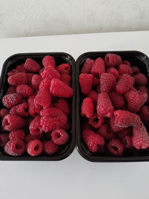 Малина сорт ПШЕХИБА крупный сорт