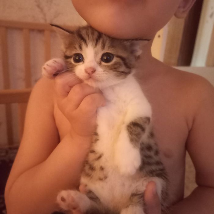 Бритаские котята один месяц