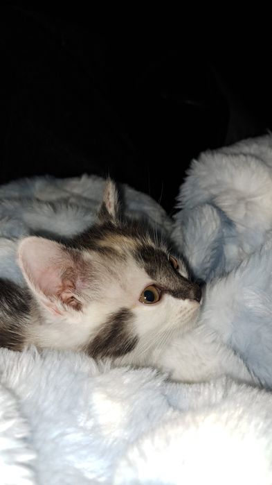 Отдам котёнка девочку в хорошие руки