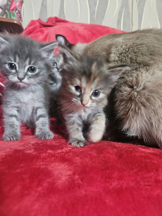 Отдам котят в добрые руки!!!