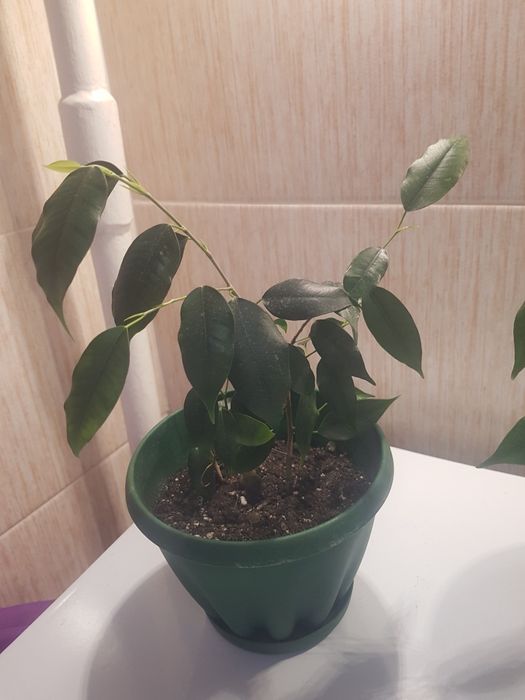 продам фикус бенжамина даниэль