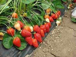 Mur, aronia, agris, zmeur, afin, lonicera si stoloni de capsuni!