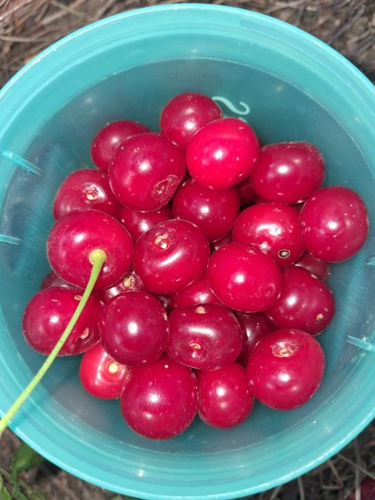 Продам аишню и черешню