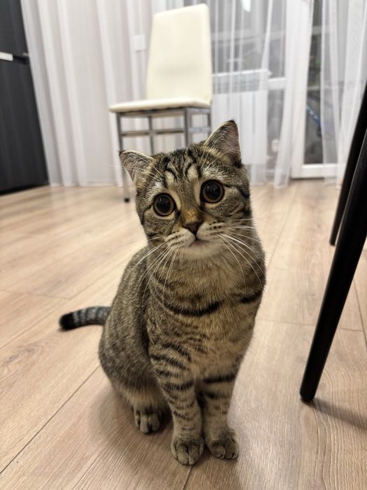 Котенок шотландской породы