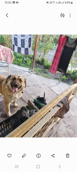 Отдадим в добрые руки