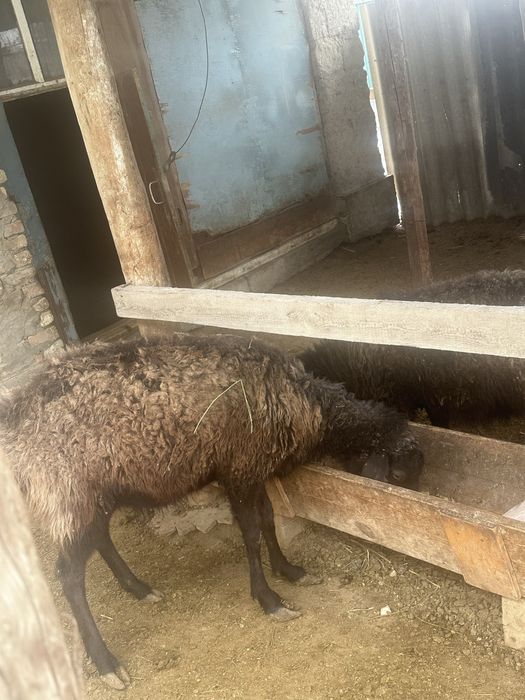 5 ірі қой сатылады