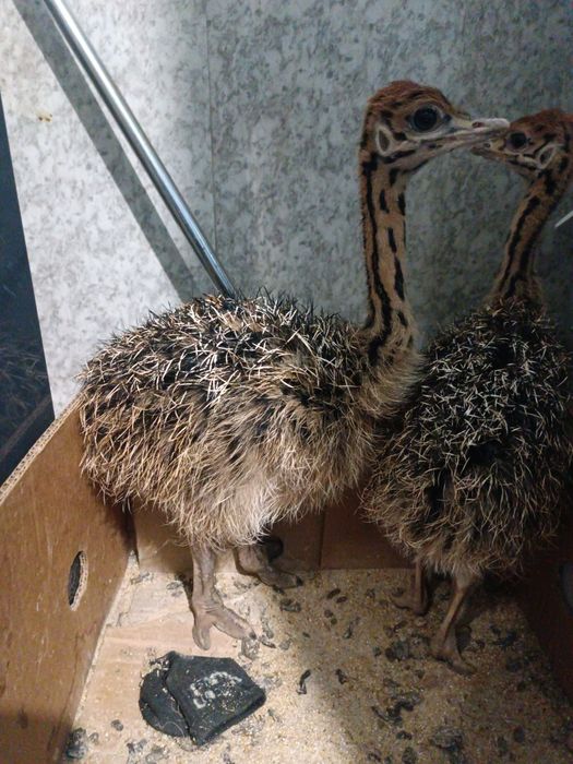 Страусята страус түйе құс Броньдау